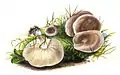 Bereifter WeichritterlingMelanoleuca subpulverulenta
