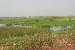 Typische Salzwiesenlandschaft in Gambia