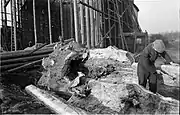 1935: „Die riesige Weide am alten Eishaus (in Abbruch) am Altenbekener Damm mußte dem Maschsee Platz machen und wird hier für das Museum ausgehöhlt“;Fotografie des Ökologen Max Hugo Weigold