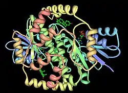 Estradiol-17β-Dehydrogenase