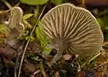 Grauer AdermooslingArrhenia acerosa