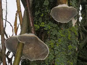 Anis-TrameteTrametes suaveolens an und in Weide