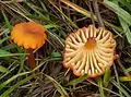 Feinschuppiger Moor-SaftlingHygrocybe coccineocrenata