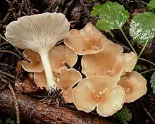 Ockerbrauner TrichterlingInfundibulicybe gibba