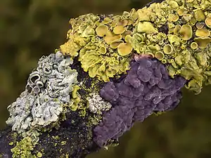 Häufig ist der violette Eichen-Zystidenrindenpilz (P.&nbsp;quercina); im Bild mit Flechten vergesellschaftet.