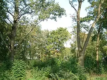 Verwilderter Kellergarten 2006