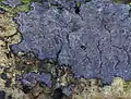 Typisch für den Eschen-Zystidenrindenpilz (P.&nbsp;limitata) sind dunkel gerandete Fruchtkörper.