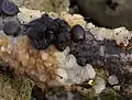 Stoppeliger (Exidia glandulosa) und Knorpeliger Drüsling (E. cartilaginea) am selben Eichenast