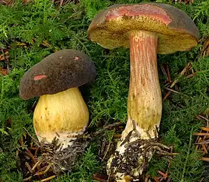 Bereifter oder Stattlicher RotfußröhrlingXerocomellus pruinatus