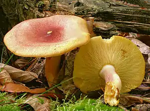 Purpurfilziger HolzritterlingTricholomopsis rutilans