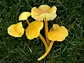 Zerbrechlicher Gold-SaftlingHygrocybe ceracea