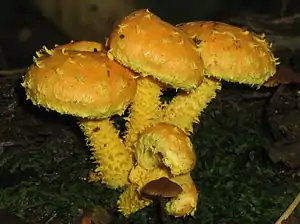 Feuer-SchüpplingPholiota flammans