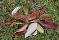 Laubblätter in Herbstfärbung