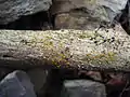 Kleinste Gallertträne (Dacrymyces minor)