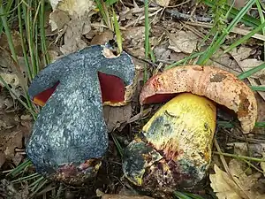 Blaufleckender Purpur-RöhrlingImperator rhodopurpureus