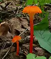 Pfifferlings-SaftlingHygrocybe cantharellus