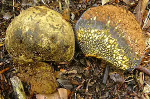 bovistartigGemeiner ErbsenstreulingPisolithus arrhizus
