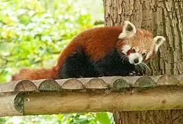 Westlicher Kleiner Panda