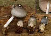 Schwarzvolva-ScheidlingVolvariella nigrovolvacea