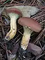 Phylloporus boletinoides