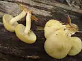 Tricholomopsis sulphureoides