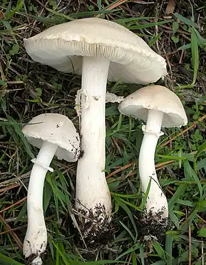 Rosablättriger oder Gemeiner EgerlingsschirmlingLeucoagaricus leucothites