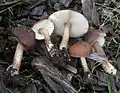 Schnallen-Nadelholz- oder Pouzars DachpilzPluteus pouzarianus