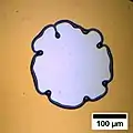 Instabilitäten des Tropfenrandes im Falle eines entnetzenden Polystyrolfilmes mit einer  ursprünglichen Dicke von 200&nbsp;nm.