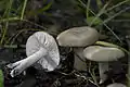 Lehmfarbener RaslingLyophyllum paelochroum
