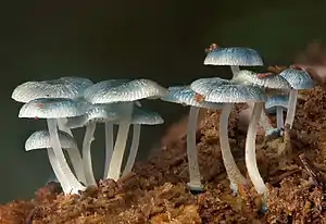 Mycena interrupta