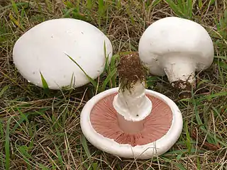 Wiesen-ChampignonAgaricus campestris