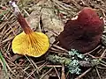 Phylloporus rhodoxanthus