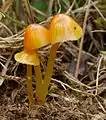 Schleimfuß-Saftling Hygrocybe glutinipes