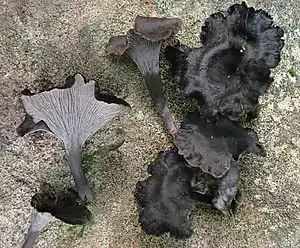 Graue Leistling (Craterellus cinereus)