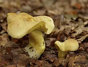 Gemeiner Schwefel-RitterlingTricholoma sulphureum