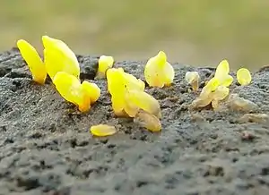 Zungenförmiger HörnlingCalocera glossoides