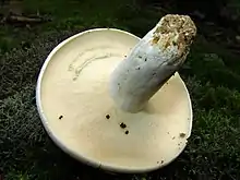 Der Grünende Pfeffer-Milchling ähnelt dem Langstieligen Pfeffer-Milchling und hat zusätzlich eine langsam graugrün eintrocknende Milch.