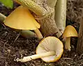 Gold-SamthäubchenConocybe aurea