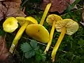 Stumpfer SaftlingHygrocybe chlorophana