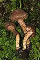 Sparriger RisspilzInocybe hystrix