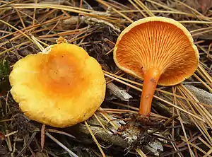 blätterpilzartigFalscher PfifferlingHygrophoropsis aurantiaca