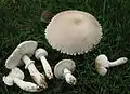 Wurzelnder EgerlingsschirmlingLeucoagaricus barssii