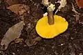 Phylloporus phaeoxanthus
