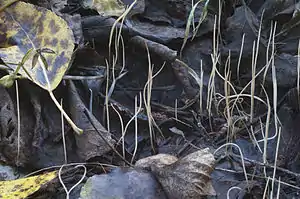 Typhula phacorrhiza