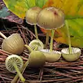 Dehnbarer HelmlingMycena epipterygia
