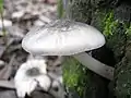 Grauer DachpilzPluteus salicinus