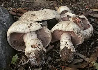 Salzwiesen-ChampignonAgaricus bernardii