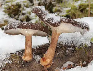 Winter-StielporlingLentinus brumalis