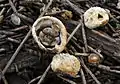 Cyathus pygmaeus
