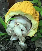 Unterfamilie Byttnerioideae: Früchte und Samen von Theobroma cacao